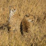 3 Days Fly-in Safari from Zanzibar to Serengeti & Ngorongoro Crater