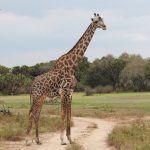 12 Days Private Southern Circuit Safari