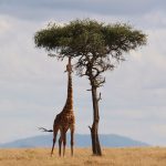 4 – Days Luxury Serengeti Safari