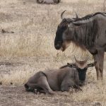 8 Days Wildebeest Migration Tour