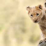 7 Day Northern Circuit Safari – Mid-Range Lodges