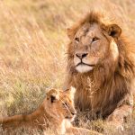 5 Days Northern Circuit Safari with Mountain Warriors