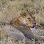 3 Days Mikumi Special Safari Package