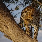 4 Days Fly-In Safari to Serengeti from Zanzibar