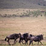 7 Days Serengeti Summer Migration
