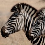 4 Days Luxury Big Five Safari – Tarangire, Serengeti & Ngorongoro